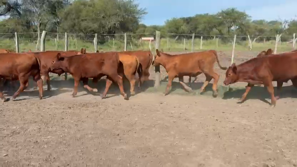 Lote 60 Terneros en Entre Ríos, Federal