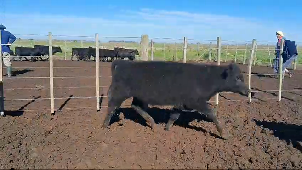 Lote 84 Terneros en Magdalena, Buenos Aires