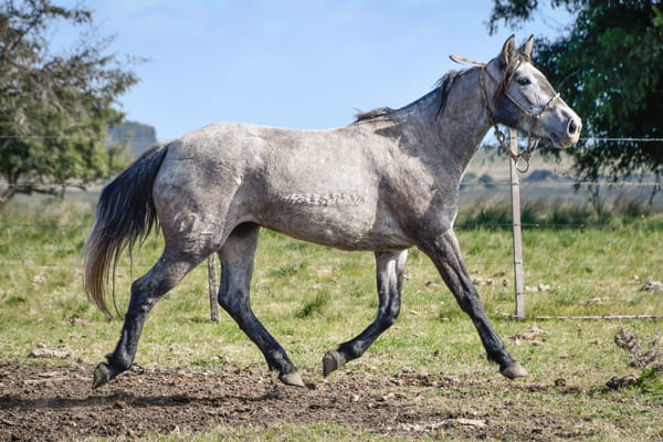 Lote HABICHUELA LA FLECHILLA