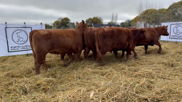 Lote 5 Vaquillonas PC preñadas