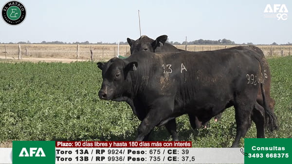 Lote """EL MATACO"" Toros"