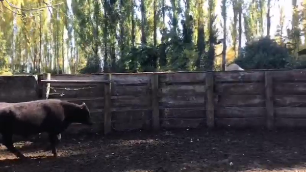 Lote 64 Ternero en Los Ángeles, VIII Región Biobío