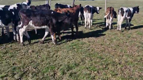 Lote 20 Terneros, San José