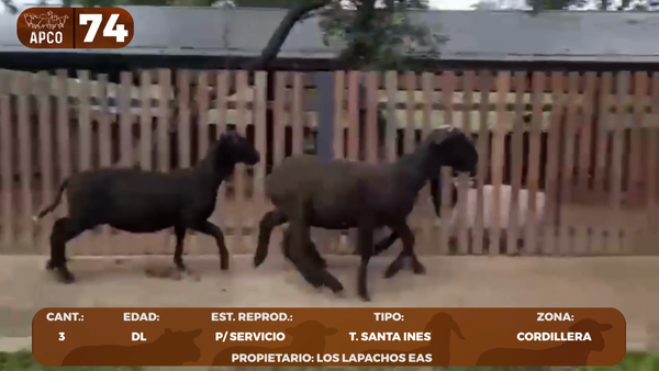 Lote LOTE 74 -POR PANTALLA
