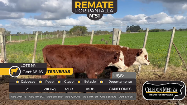 Lote 21 Terneras en Sauce, Canelones