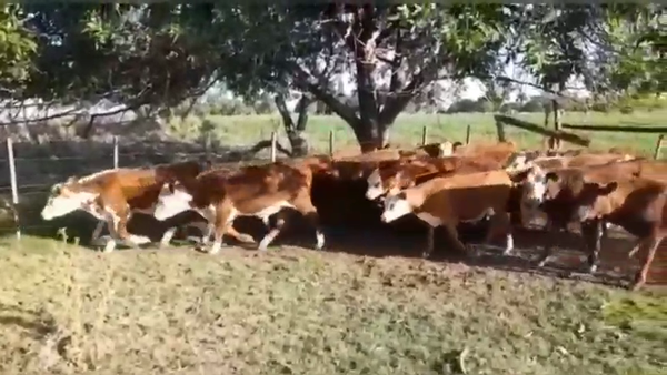 Lote 65 Terneros/as en Entre Ríos, Gral. Galarza