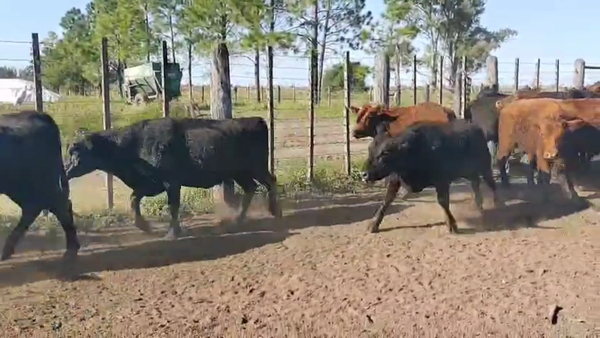 Lote 50 Vaquillonas C/ gtia de preñez