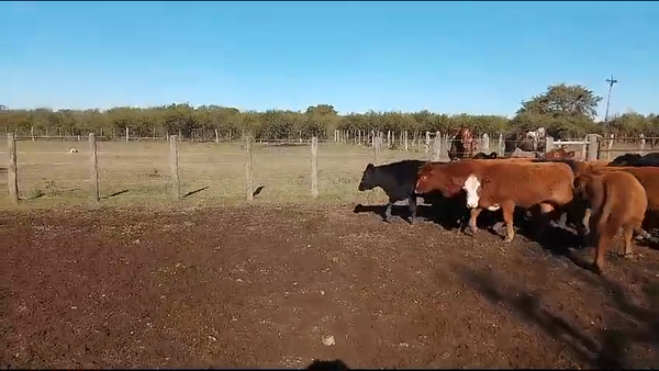 Lote 70 Terneros/as en Sauce, Corrientes