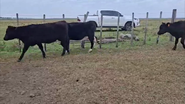 Lote TERNEROS/AS