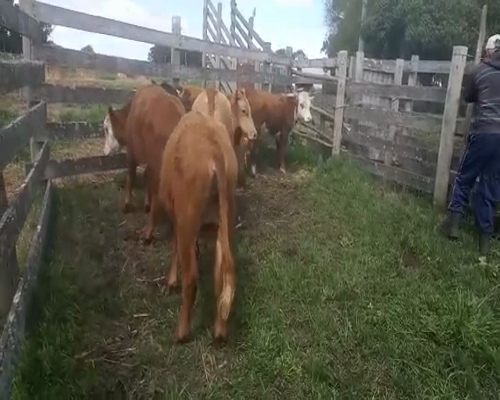 Lote 6 Terneros CRUZA 180kg - , San José