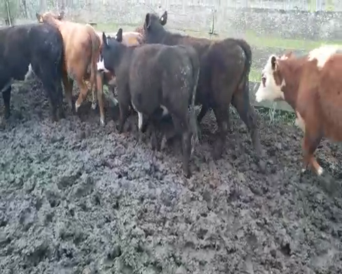 Lote 8 Vaquillonas  HEREFORD Y ANGUS 240kg - , San José