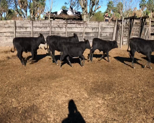 Lote 100 Terneros/as en Formosa, Gral. Lucio V. Mansilla