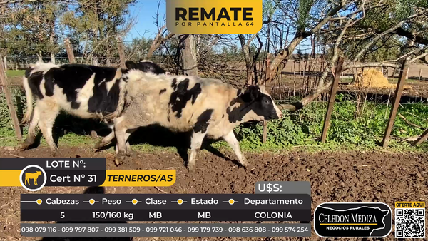Lote 5 Terneros y Terneras en La Horqueta, Colonia