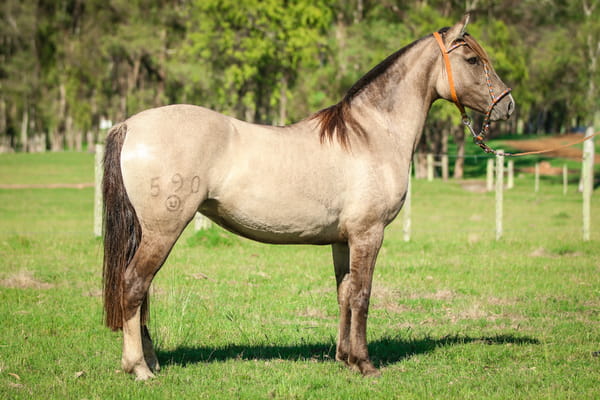 Lote Sauzalita 590 de La Casilla