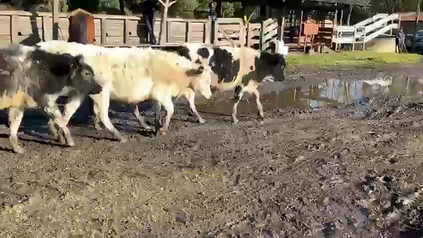 Lote 20 Ternero en Puyehue, X Región Los Lagos