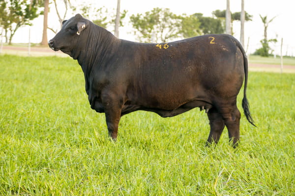 Lote Cabaña Jacarandá