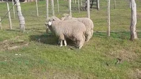 Lote 3 Corderos