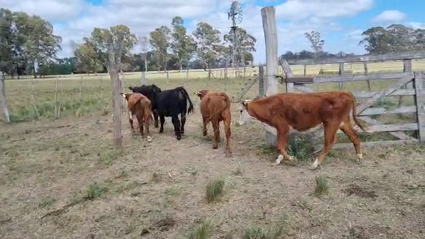 Lote 37 Terneros en Brandsen, Buenos Aires