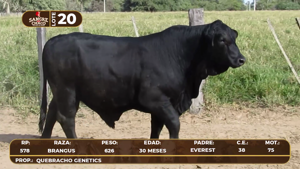 Lote Lote 20