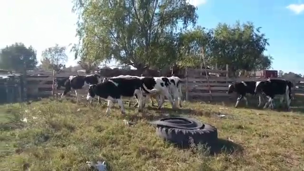 Lote 10 Terneros holando 250kg -  en san ramon