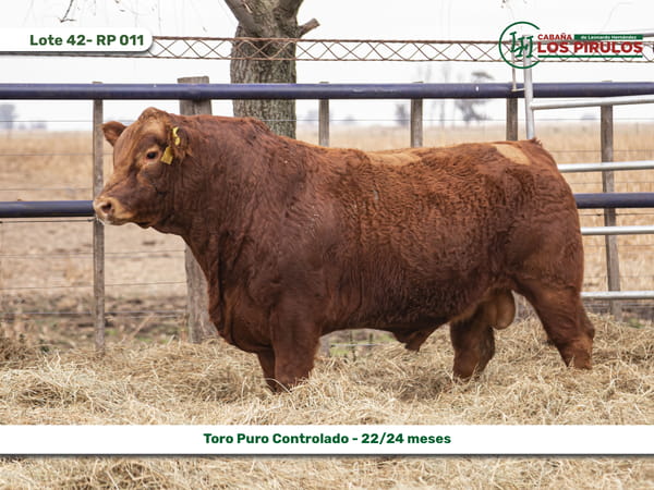 Lote TOROS PUROS CONTROLADOS - 22/24 meses