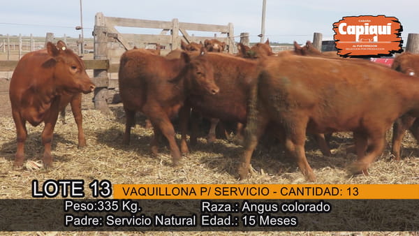 Lote VAQUILLONAS PARA SERVICIO