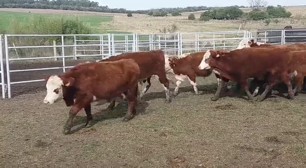 Lote 40 Novillos HE 300kg -  en PICADA BENITEZ