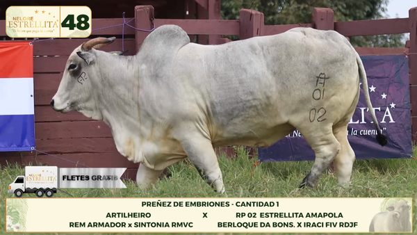 Lote LOTE 48