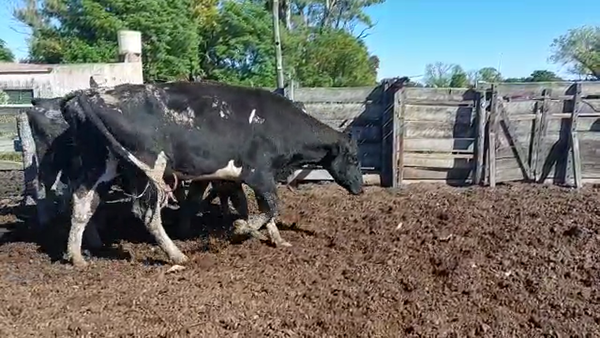 Lote Vaquillonas Preñadas - Cristian Perren