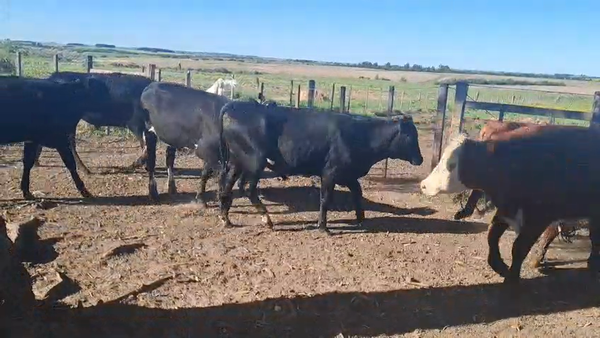 Lote NOVILLOS 1 a 2 AÑOS