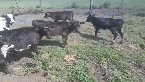 Lote 12 Terneros y Terneras, San José