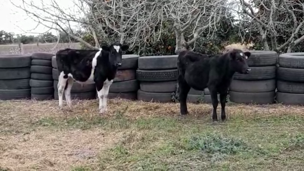 Lote (Vendido)2 Terneros/as Holando 250kg -  en COLONIA BELGRANO