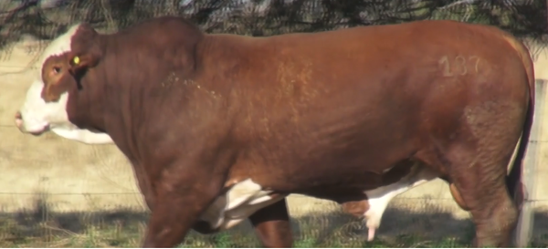 Lote TOROS(CORRAL 21)BRAFORD "CABAÑA DON TOTO"