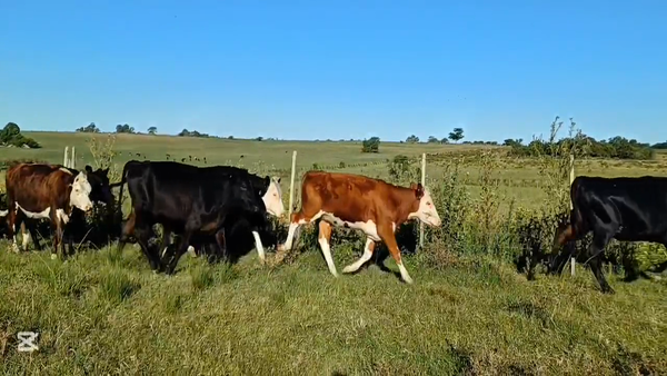 Lote VAQUILLONAS 1 A 2 AÑOS