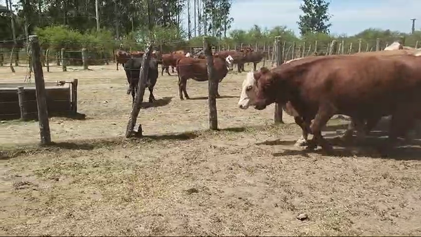 Lote 35 Vaquillonas C/ gtia de preñez