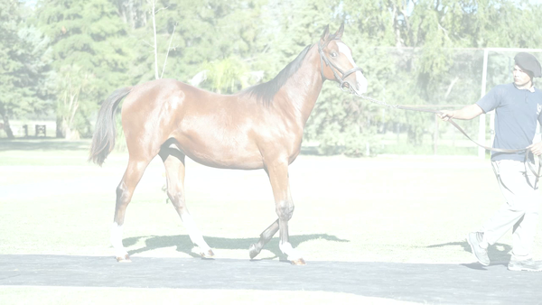 Lote PNEUS MESTRA (PNEUMATIC -  ES MAESTRA por Lizard Island)