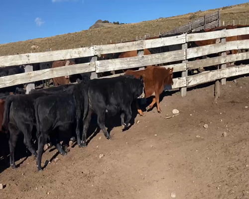 Lote 42 Ternera en XI Región Aysén, Coyhaique