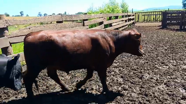 Lote 20 Novillo Gordo en Futrono, XIV Región Los Ríos