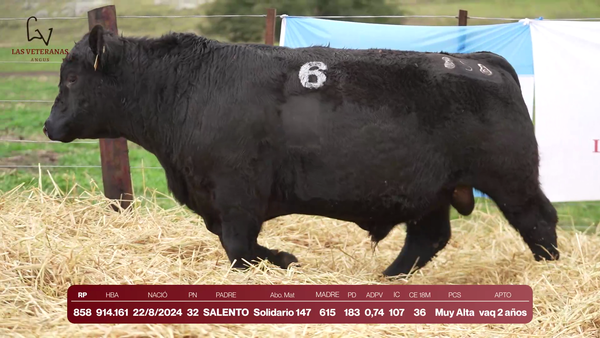 Lote Lote 2 Toros - RP 858
