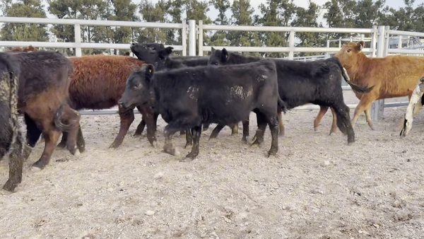 Lote 74 Terneras