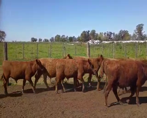 Lote 50 Novillitos en Saladillo, Buenos Aires