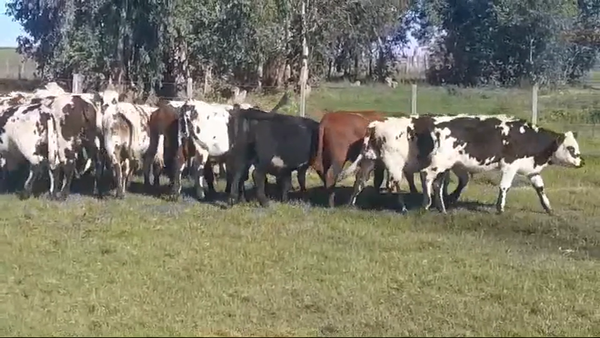 Lote 21 Terneros NORMANDO 245kg -  en POLANCOS