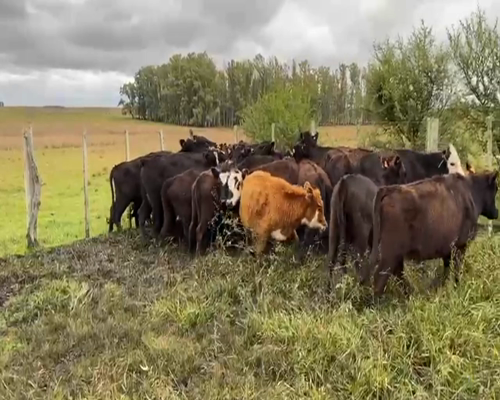 Lote VAQUILLONAS 1-2 AÑOS