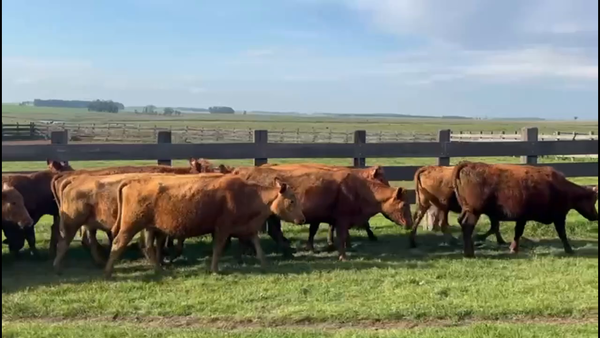 Lote 22  vacas   Red Angus   Preñados a parir Otoño 2025