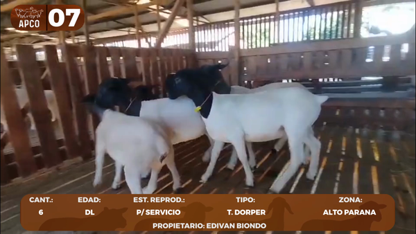 Lote LOTE 7 -POR PANTALLA
