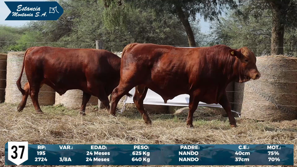 Lote LOTE 37