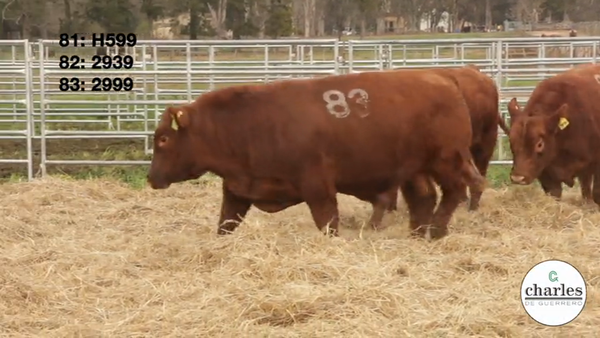 Lote TOROS PUROS CONTROLADOS