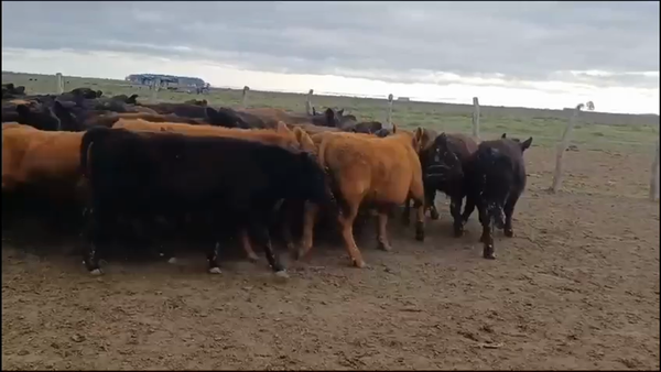 Lote 85 Novillitos en San Salvador, Entre Ríos