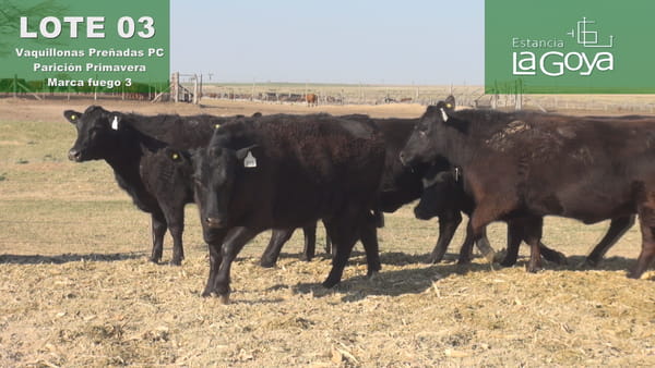 Lote VAQUILLONAS PREÑADAS PC PARICIÓN PRIMAVERA