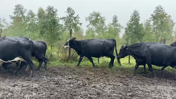 Lote VACAS PREÑADAS